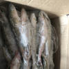Fresh Sea Bass, Fresh Seafood, Seafood, Snow Dragon Fish, Sea Bass, Semi-Finished Products, No Processing, Commercial Use