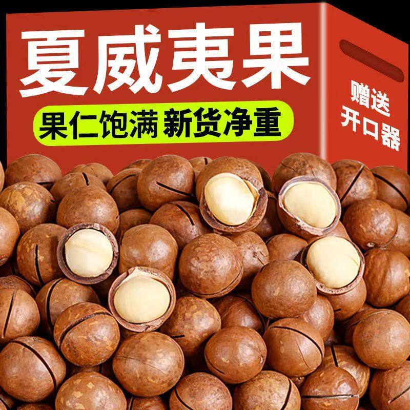 Wholesale Large-Sized Macadamia Nuts in Bags, Creamy Flavor, Daily Nuts, Snacks, Large Macadamia Nuts