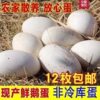 Extra Large Double Yellow Goose Eggs, Fresh Farm-Raised Free-Range Goose Eggs, Broken Eggs for Pregnant Women, Wholesale, Whole Box, Free Shipping