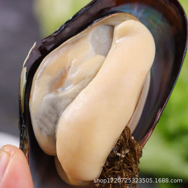 Half-Shelled Mussels, Quick-Frozen Blue Mussels, Green-Lipped Mussels, Sea Rainbow Frozen Shellfish, Fresh Half-Shelled Mussels