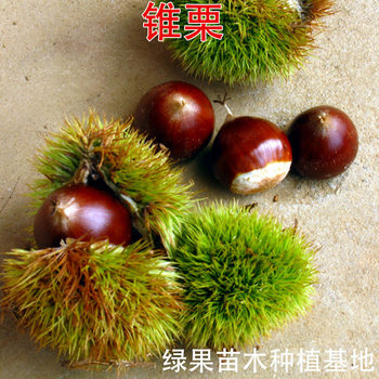 Cone Chestnut Seedlings, Cone Chestnut Saplings, Jianou Cone Chestnut Small Chestnut Saplings, Grafted Fruit Saplings for Planting in the North and South