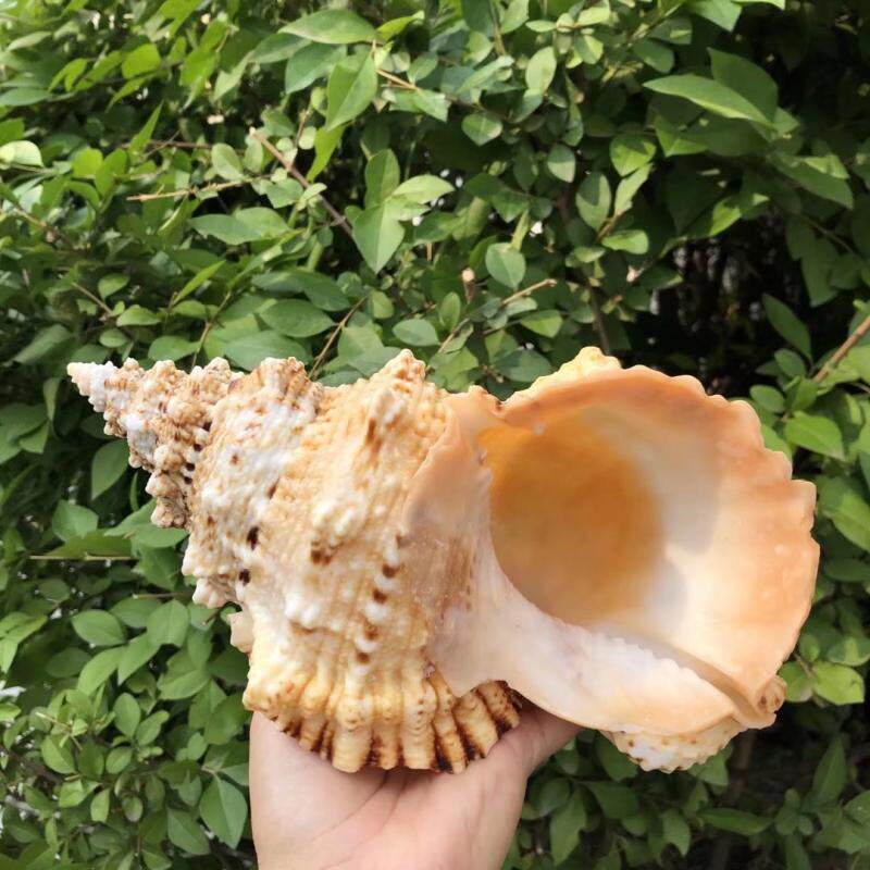 Natural Stone Snail Gold Mouth Frog Snail Shell Conch Horn Blow Shell Ornaments Crafts Fish Tank Landscape