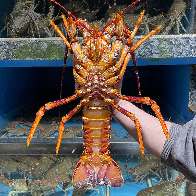 Australian Giant Lobster, Australian Lobster, Red Lobster, Rock Lobster, Crayfish Seafood 0.5-3.5kg / Gift Box, Imported from Australia
