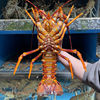 Australian Giant Lobster, Australian Lobster, Red Lobster, Rock Lobster, Crayfish Seafood 0.5-3.5kg / Gift Box, Imported from Australia