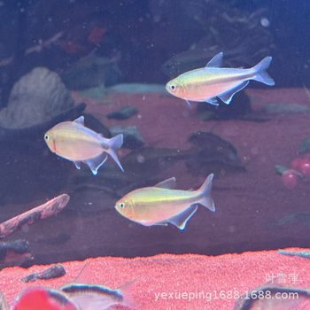 Apricot Light, South American Light Fish, Apricot Light Fish, Apricot Moon Light, Classy Light Fish, Rare Fish, Tropical Fish, Grass Tank, Group Swimming Fish