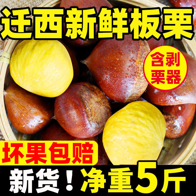 2024 New Goods Picking Qianxi Authentic Chestnut Fresh Chestnut Hebei Chestnut Wild Oil Chestnut Big Castanea henryi Small