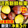 2024 New Goods Picking Qianxi Authentic Chestnut Fresh Chestnut Hebei Chestnut Wild Oil Chestnut Big Castanea henryi Small