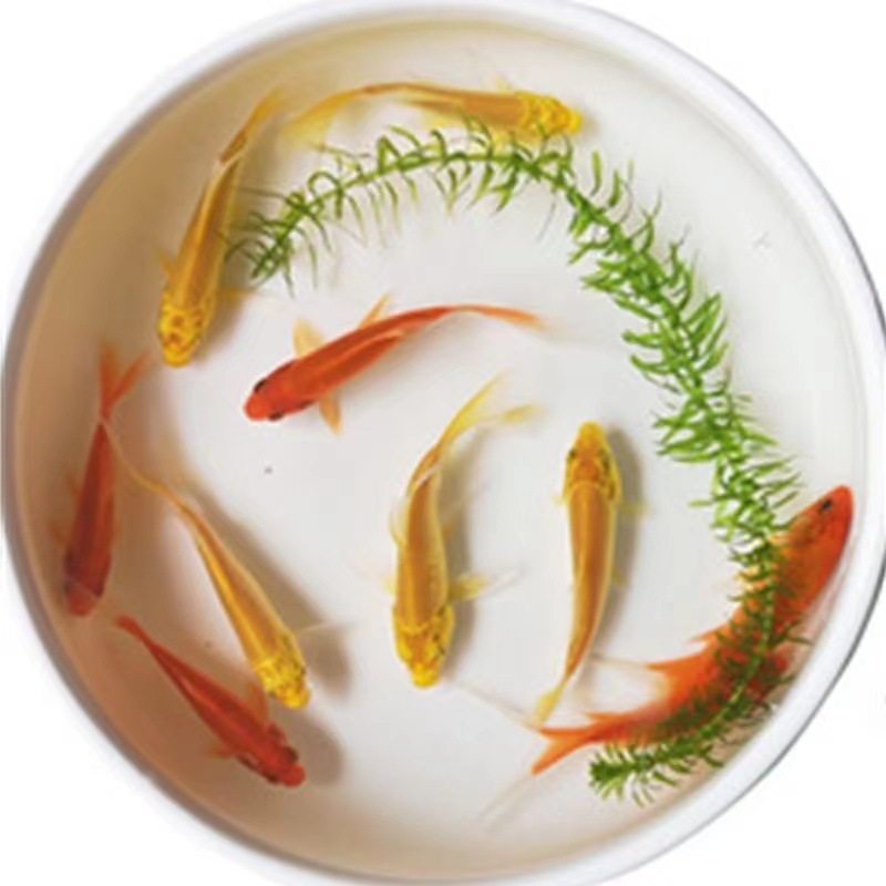 Small goldfish wholesale live fish ornamental fish small wholesale koi carp three-color red and white head entry resistance generation hair