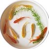 Small goldfish wholesale live fish ornamental fish small wholesale koi carp three-color red and white head entry resistance generation hair