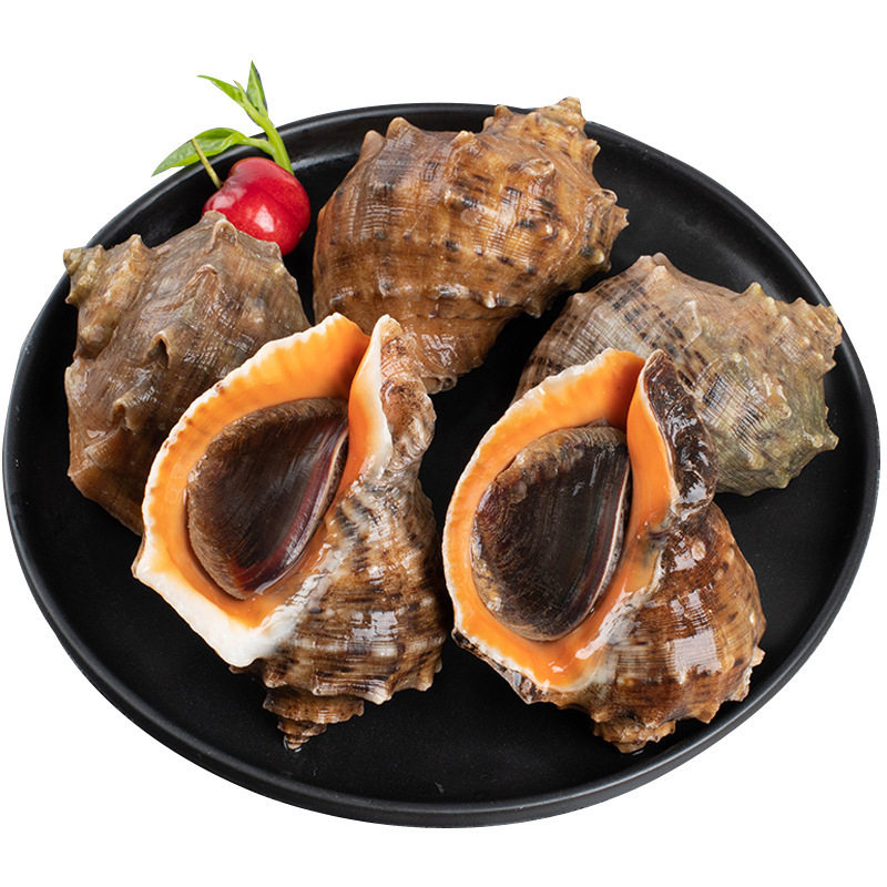 Fresh Large Conch from Qingdao, Fresh Large Shellfish, Qingdao Seafood Specialty, Fresh Aquatic Large Flower Snail