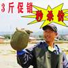 Live Turtle Wholesale, Fresh and Ready-To-Kill Water Fish Dumplings, Fish Price, Edible Size, Spicy Vacuum Brine, Cross-Border Delivery
