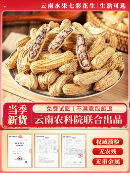 New Yunnan Colorful Peanuts, Sun-Dried with Shells, Raw and Cooked Colorful Peanuts, Colorful Wild Peanuts, Wholesale Planting and Sales