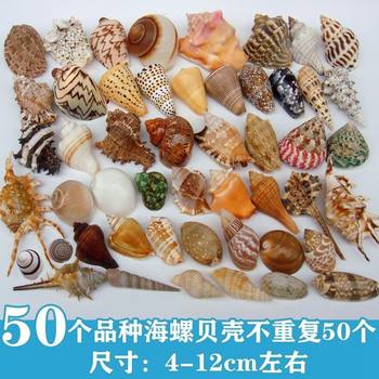 Natural Conch Shells, Starfish, Fish Tanks, Aquarium Landscaping Decorations, Hermit Crab Shell-Changing Crafts, Small Gifts for Collection