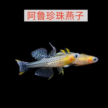 Aru Pearl Swallow Fish Living Grass Tank Color Matching Group Fish Group Tour Ornamental Fish Small Tropical Fish Wholesale
