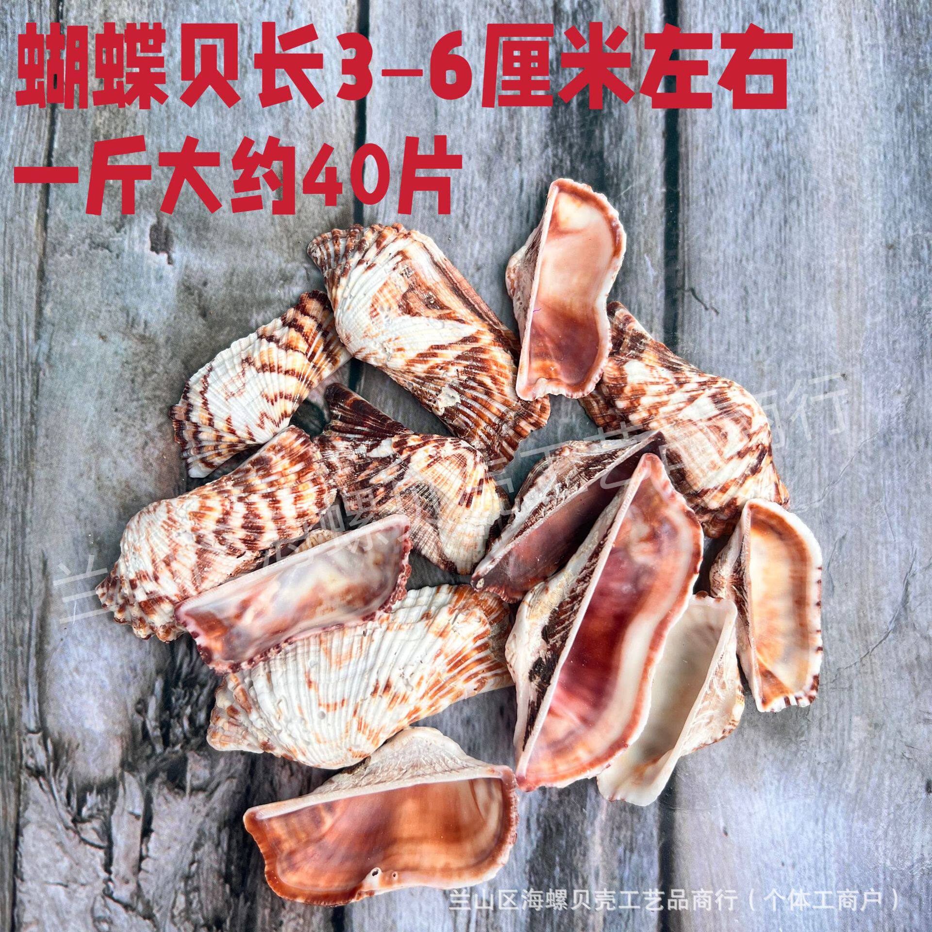 Shells Natural Shells Conch Wholesale Starfish Drift Bottle Shell Crafts DIY Handmade Shell Materials