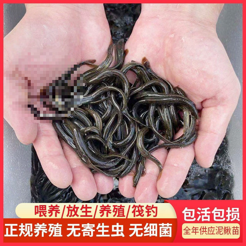 Live Mudfish Fry Feeding for Releasing Arowana Live Bait Turtle Feed Mudfish Breeding Freshwater Ornamental Fish Fishing