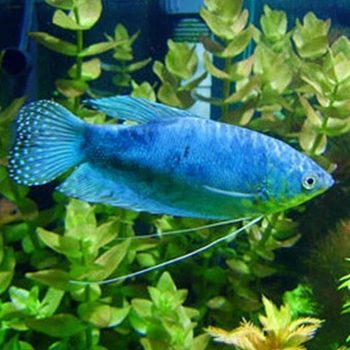 Ornamental Fish Tropical Fish Blue Dragon Yellow Dragon Dragon Dragon Dragon Dragon Fish Small Fish Dragon Dragon Dragon Dragon Fish Live