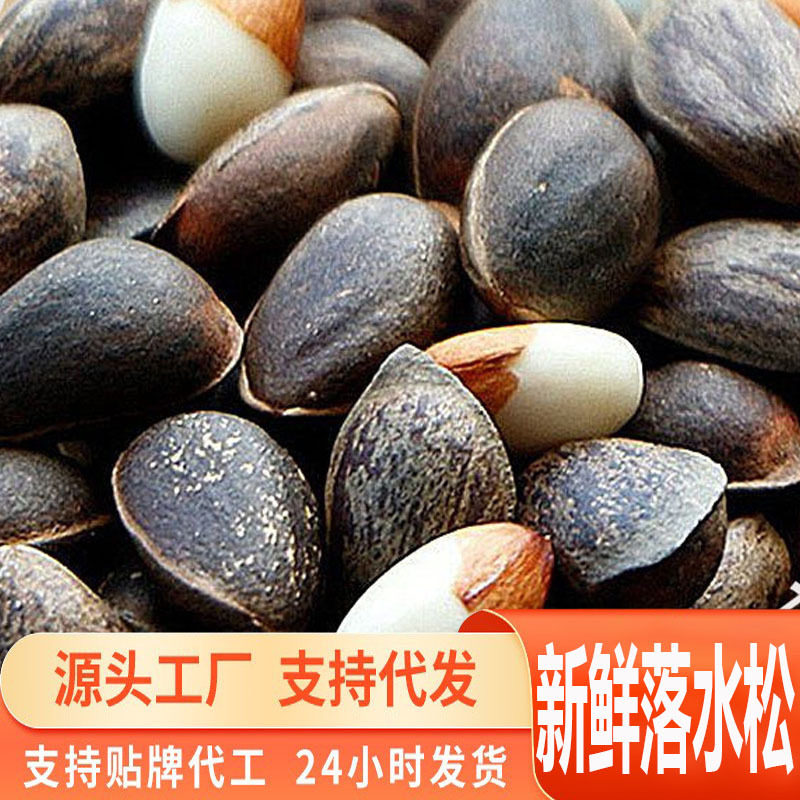 Directly from the Source, Fresh Raw Pine Nuts from Yunnan, Natural Flavor, Large Kernels, Snacks, Nuts, Original Flavor, New Stock
