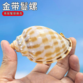 Natural Conch Shell for Aquarium Decoration, Creative Children's Gift, Hermit Crab Replacement Shell