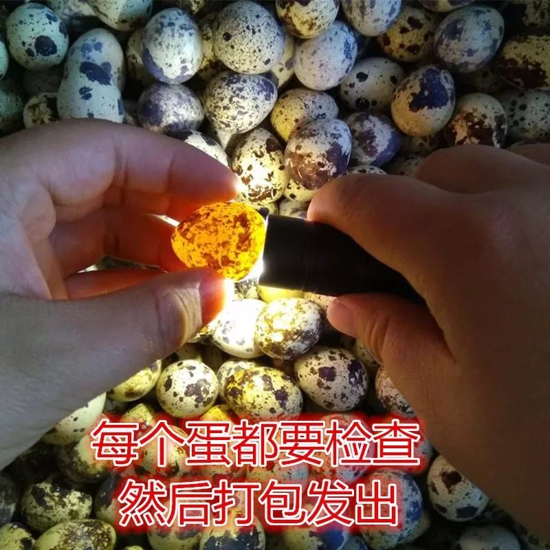 160 Pieces of Farm Grains to Feed Fresh Raw Quail Eggs, Fresh 120/50 Pieces/100 Pieces, Free Shipping