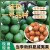 Hazelnuts, Macadamia Nuts, Seasonal Bulk New Fruits, Original Flavor, Green Skin, Thin Skin, Fresh Summer Fruits, Hazelnuts, Wild Edible