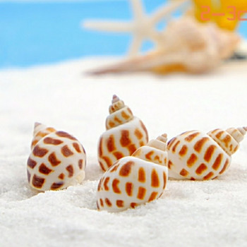 Hermit Crab Replacement Shell Natural Conch Shell Small Starfish Fish Tank Landscaping Decoration Ornaments Creative Home Crafts
