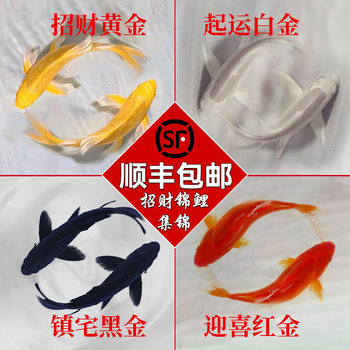 Premium Japanese Koi Fish Live Ornamental Fish Grass Goldfish Tropical Cold Water Fish Platinum Red and White Taisho Three-Color Showa