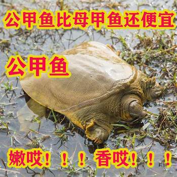 Fresh Soft-Shell Turtle, Old Turtle in Outer Pond, Small Turtle Fry, Male and Female Chinese Soft-Shell Turtle, Water Fish Ball, Turtle Breeding Place