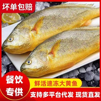 Large Yellow Croaker Fish, Seafood, Fresh and Frozen, 0.5kg Packs, Restaurant Commercial Wholesale, Free Shipping Via Sf Express, Yellow Croaker