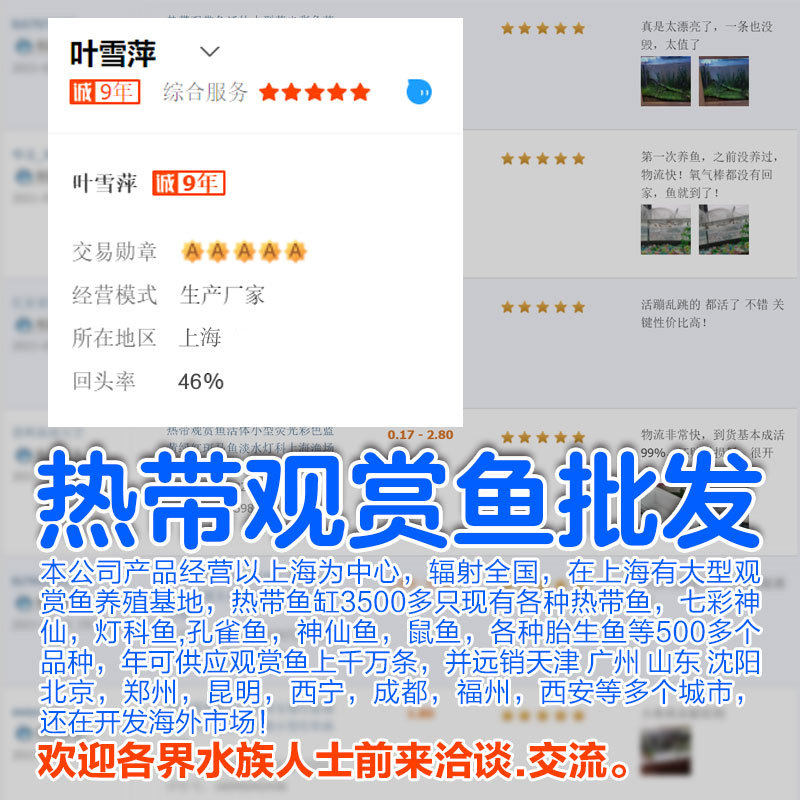 Colorful paddy fish live lamp fish small fish freshwater water tank killifish fish farm direct tropical ornamental fish