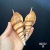 Short Nose Martin Snail Natural Shell Conch Fish Tank Aquarium Landscape Decoration Specimen Collection Handicraft Making