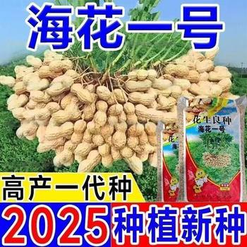 High-Yielding and High-Quality Peanut Seeds Academy of Agricultural Sciences Seeds Shelled Original Seeds Thin-Skinned Farm-Dried Red-Skinned Raw Peanuts