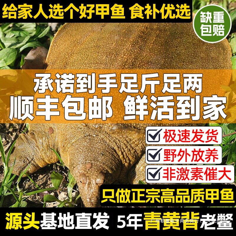 Fresh Ecological Wild-Grown Chinese Soft-Shell Turtles, Local Outdoor Pond Males and Females, Live Aquatic Turtles for Consumption