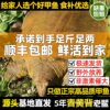 Fresh Ecological Wild-Grown Chinese Soft-Shell Turtles, Local Outdoor Pond Males and Females, Live Aquatic Turtles for Consumption