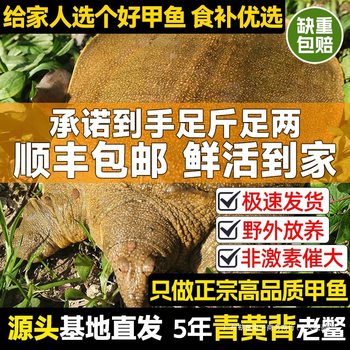 Fresh Ecological Wild-Grown Chinese Soft-Shell Turtles, Local Outdoor Pond Males and Females, Live Aquatic Turtles for Consumption