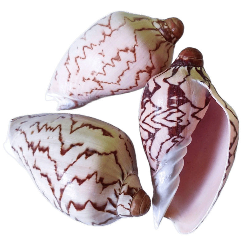 Conch Shell, Oversized Frog Shell, Large Shell, Decorative Table, Fish Tank Landscaping, Large Stone Frog Shell, Large Shell Wholesale