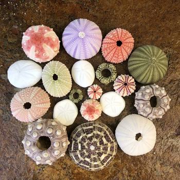 Natural Pink Sea Urchin Shell Conch Creative Handmade DIY Mediterranean Decorative Platform Air Pineapple Succulent Flower Pot