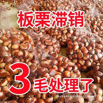 2025 Fresh Dandong Chestnuts 2.5kg Fresh Chestnuts Tender Large Chestnuts Wild Qianxi Chestnuts Oil Cone Chestnuts