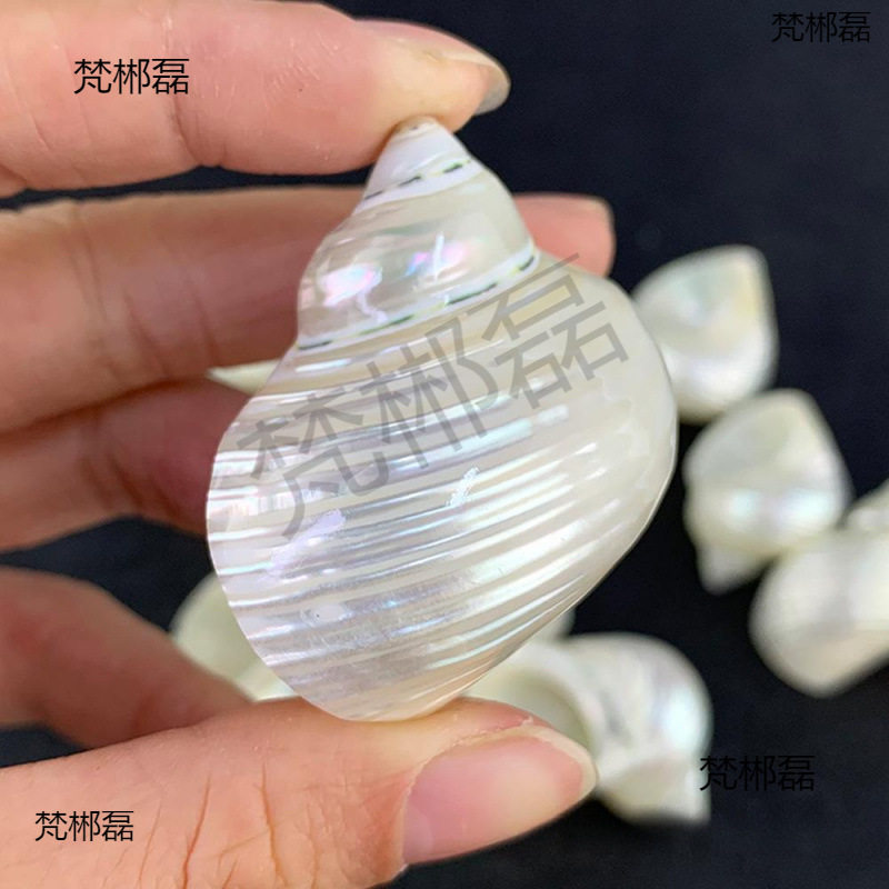 Natural Conch Shells, Peeled and Polished White Snails, Hermit Crab Replacement Shells, Hand-Painted Conch White-Skinned Luminous Snails