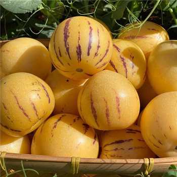 Ginseng Fruit Seeds, Ginseng Fruit, Ginseng Fruit Seedlings, Balcony Planting Seedlings, Potted Plants, Edible Fruits in All Seasons in the South and North