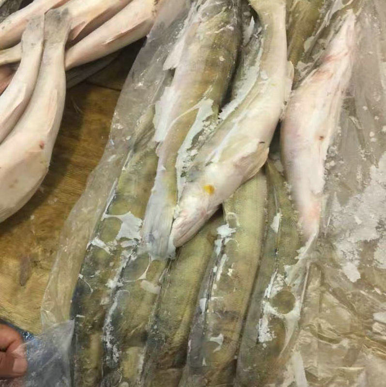 Fresh Sea Bass, Fresh Seafood, Seafood, Snow Dragon Fish, Sea Bass, Semi-Finished Products, No Processing, Commercial Use