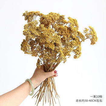 Rhapsody [Curry Flower/Large Fragrant Chrysanthemum] Natural Plant Handmade DIY Material Home Decoration Flower Arrangement