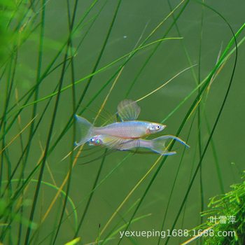 Swallow Mermaid Live Grass Tank Aquarium Pet Fish Swallow Fish Upper Group Swimming Tropical Ornamental Fish Fishing Ground Wholesale