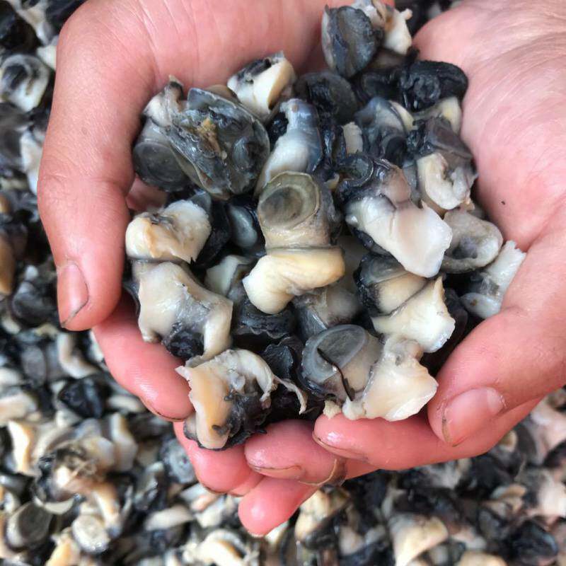 Fresh Snail Meat Field Snail Meat Now Pick Screw Meat Vacuum Packaging Fresh Water Snail Meat Snail Powder Raw Material Free Shipping
