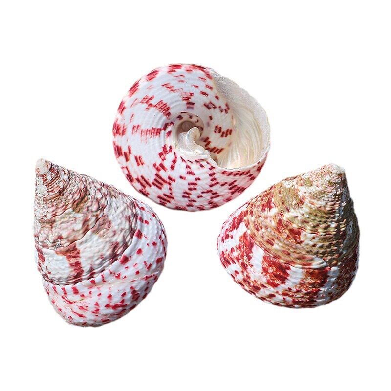 Little Red Tara Snail Pagoda Snail Aquarium Landscape Creative Gift Full Shipping Natural Conch Shell Red Spot Bell Snail