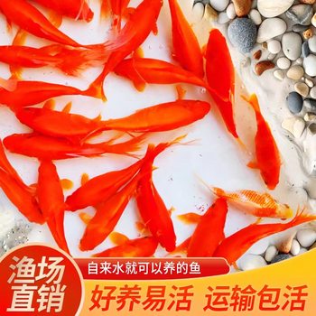 Cold-Water Fish, Red Grass Goldfish, Ornamental Fish, Small Freshwater Fish, Easy to Care For, Easy to Raise, Koi, Live Fish, Beginner-Friendly, Durable Fish Fry