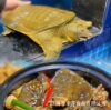 Fresh Live Fish and Live Northeastern Soft-Shelled Turtles/Yellow Turtles from Outdoor Ponds with Free Shipping Via Sf Express, Sustainably Raised