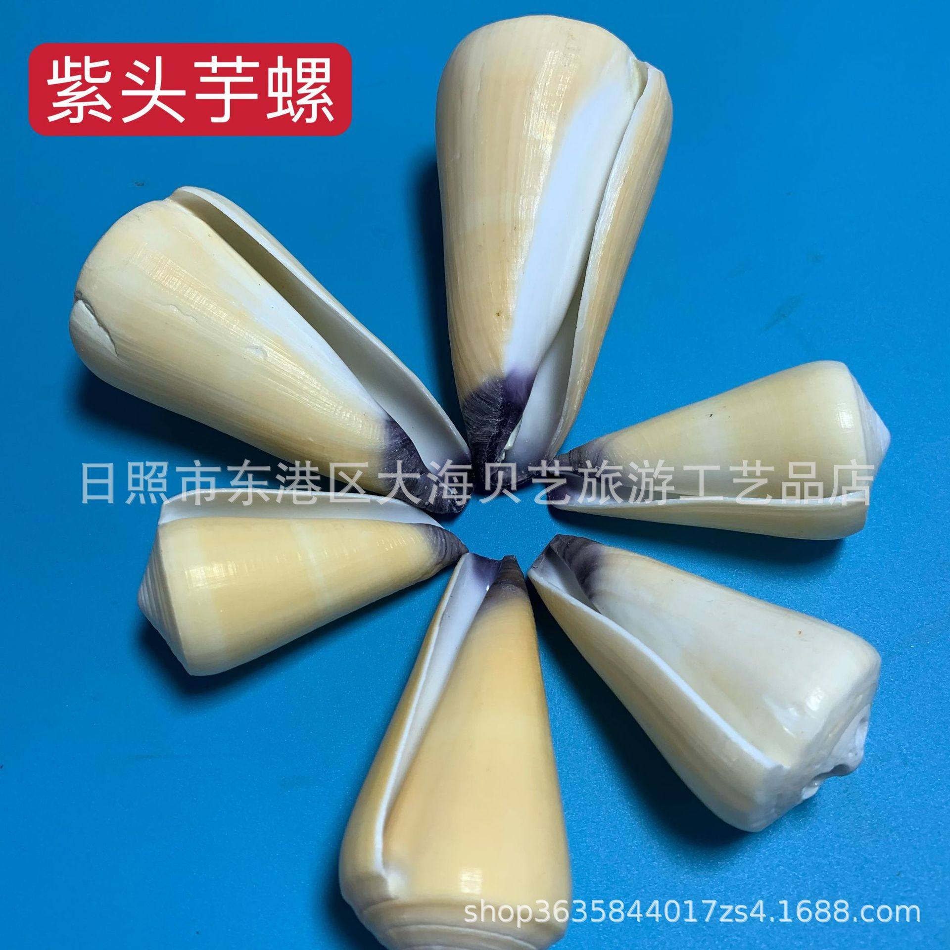 Purple conus natural shell conch fish tank aquarium landscape platform decoration specimen photography handicraft production