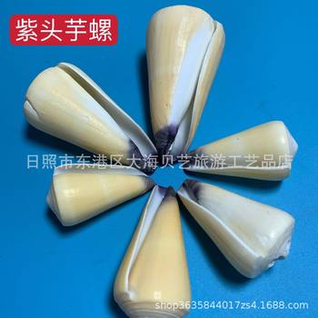 Purple conus natural shell conch fish tank aquarium landscape platform decoration specimen photography handicraft production