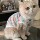 Летняя одежда для домашних кошек против выпадения волос cute ins golden gradient muppet cat Британский короткий летний дышащий жилет mini 6